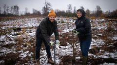 Harz-skoven (Stolberg)