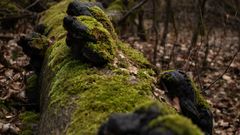 Harz-skoven (Stolberg)