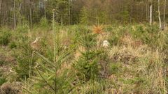 Harz-skoven (Stolberg)