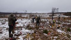 Harz-skoven (Stolberg)