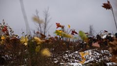 Harz-skoven (Stolberg)