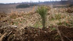 Harz-skoven (Stolberg)
