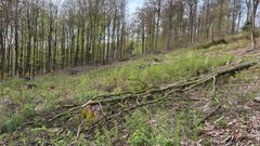 Harz-skoven (Stolberg)