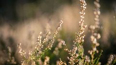 La Chapelle Saint Rémy