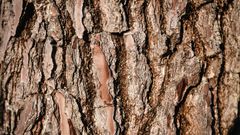 La Chapelle Saint Rémy