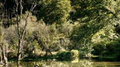 Forêt de Langoëlan