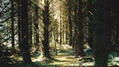 Forêt de Langoëlan