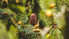 Forêt de Langoëlan