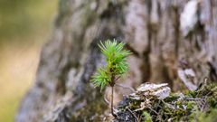 Forêt de Langoëlan