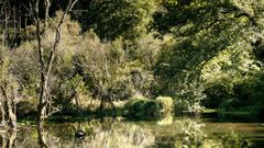 Forêt de Langoëlan