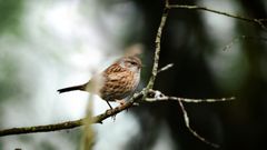 Forêt de Ploërdut 5