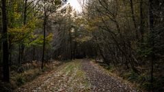 Forêt de Ploërdut 5