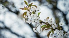 Forêt de Ploërdut 5