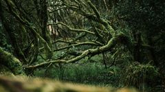 Forêt de Ploërdut 5