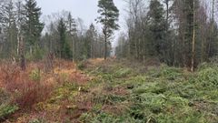 react.schonwolder-moor