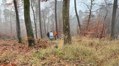 react.wald-bei-koenigstein