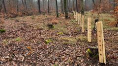 react.wald-bei-koenigstein