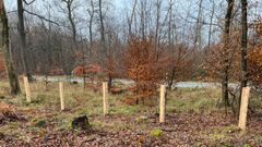 react.wald-bei-koenigstein