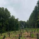 Un paysage forestier mettant en valeur des arbres et de multiples souches positionnées au milieu de la zone.