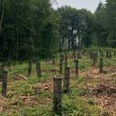 Un paysage forestier mettant en valeur des arbres et de multiples souches positionnées au milieu de la zone.