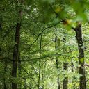 Une scène forestière sereine mettant en valeur de grands arbres verts et des buissons épais, créant un environnement naturel paisible.