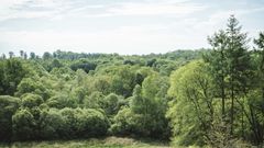 ecotree