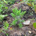 Un petit arbre jaillissant de la terre, mettant en valeur ses feuilles vertes sur la terre brune, soulignant le renouveau de la nature.