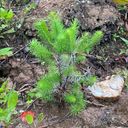 Un petit arbre jaillissant de la terre, mettant en valeur ses feuilles vertes sur la terre brune, soulignant le renouveau de la nature.