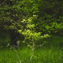 EcoTree