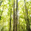 Sessile Oak