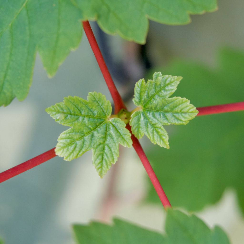 Sycamore Maple: meaning, use and symbolism | EcoTree