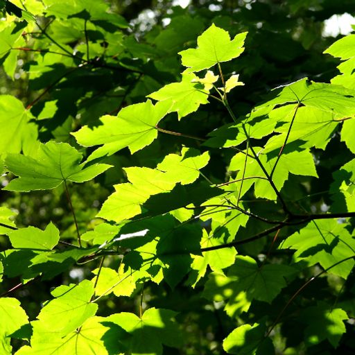 Sycamore Maple: meaning, use and symbolism | EcoTree