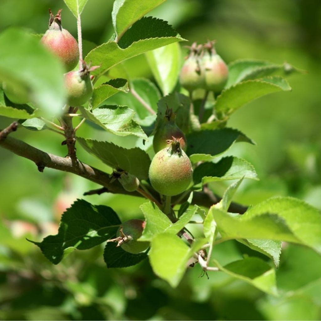 Pommier sauvage : sens, usages et caractéristiques | EcoTree