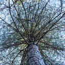 Pinus nigra laricio (svarttall)