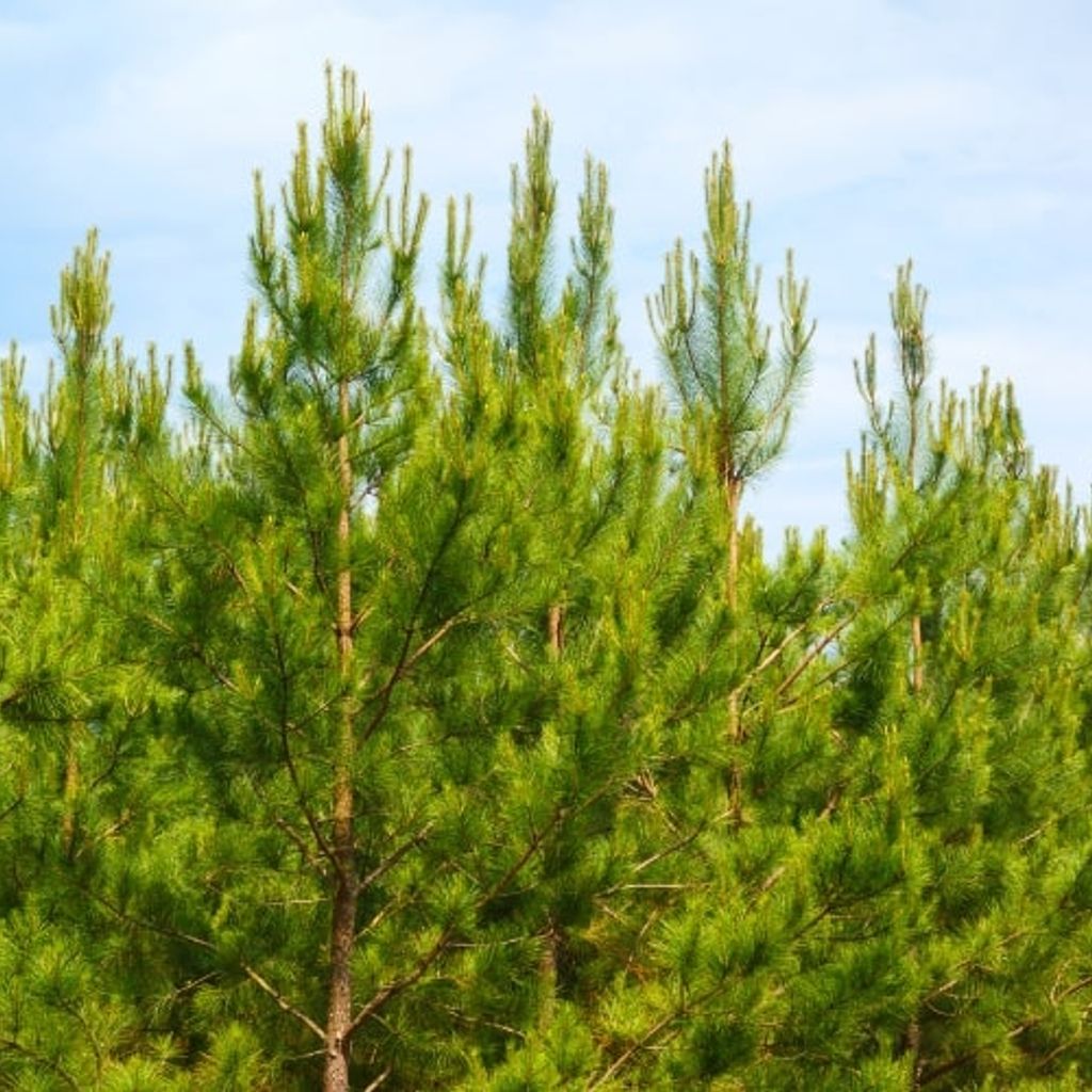 Pin Taeda Sens & Usage EcoTree