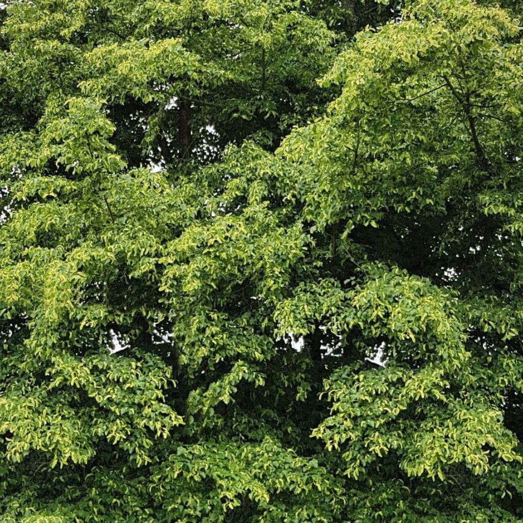 Winterlinde: betekenis en gebruik | EcoTree