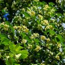 Small-leaved linden