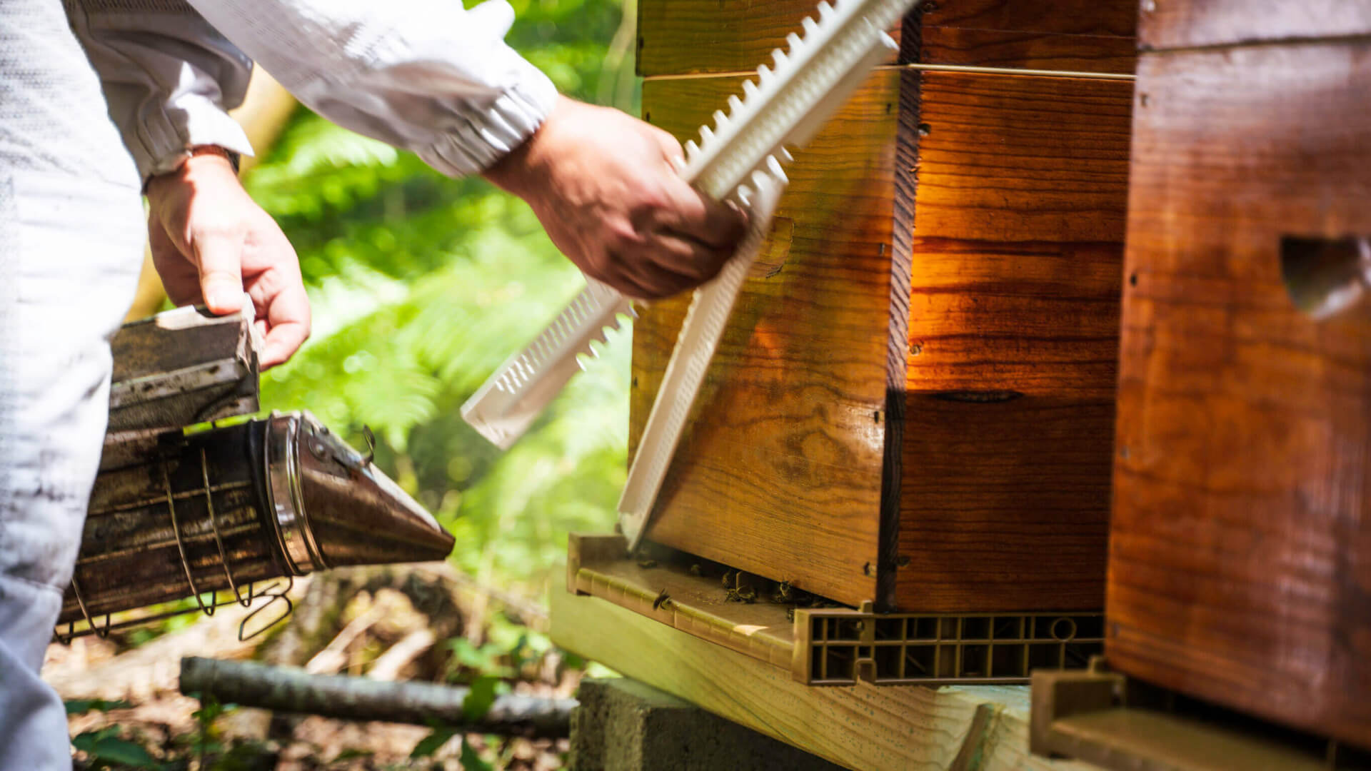 apiculteur travaillant sur des ruches